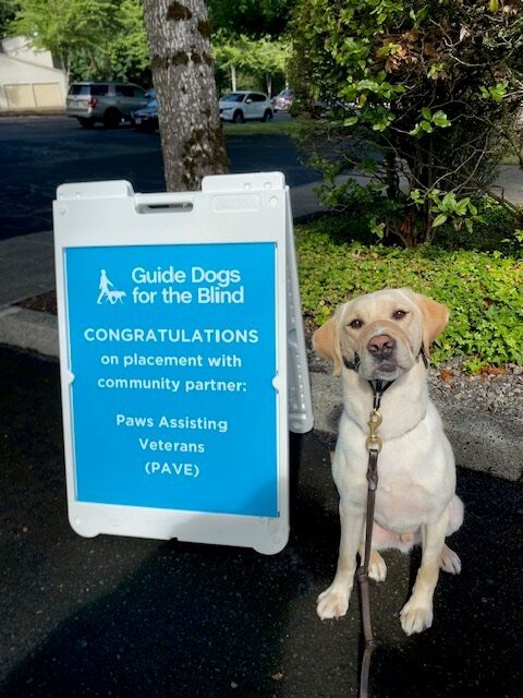 Yellow Lab Anders sitting next to a blue sign congratulating him on being selected by PAVE