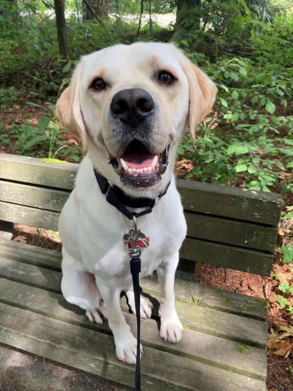 <p>Andor sits on a bench with lush greenery in the background. He has his mouth open in a relaxed