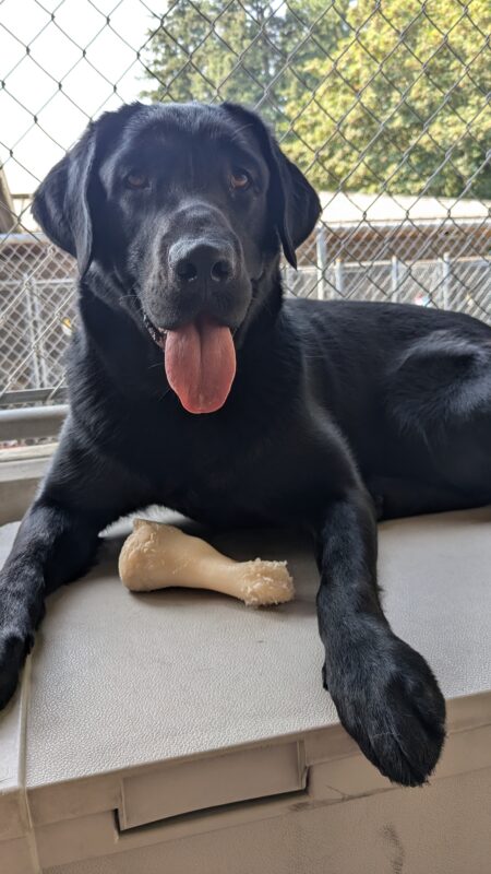 Beckett, a black labrador, lays on top of a toy box in the community run area. A bone is laying on the box between his front legs and his tongue is hanging out. The CR fence and other kennels can be seen behind him.