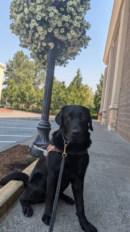 Beckett sits in his harness on the sidewalk. There is a building to his left and parking spaces to his right. Above him hangs some purple and white flowers.