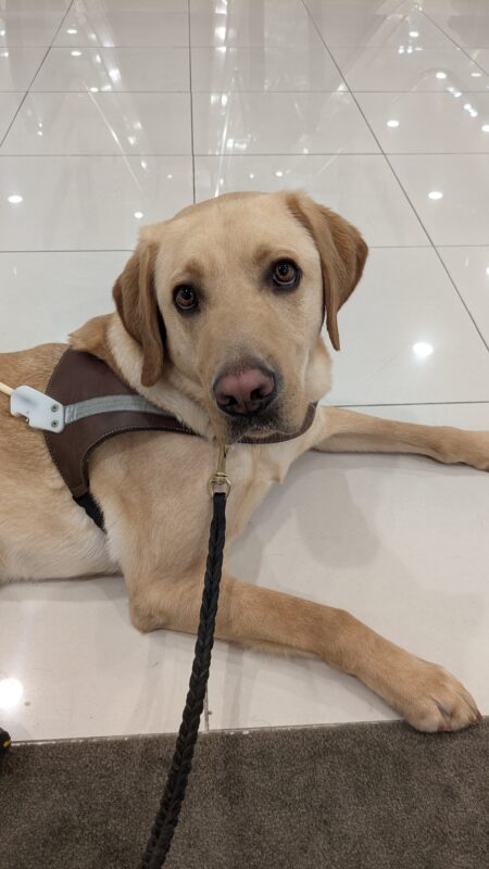 Flynn lays in his harness on a shiny white floor. He is looking directly at the camera.