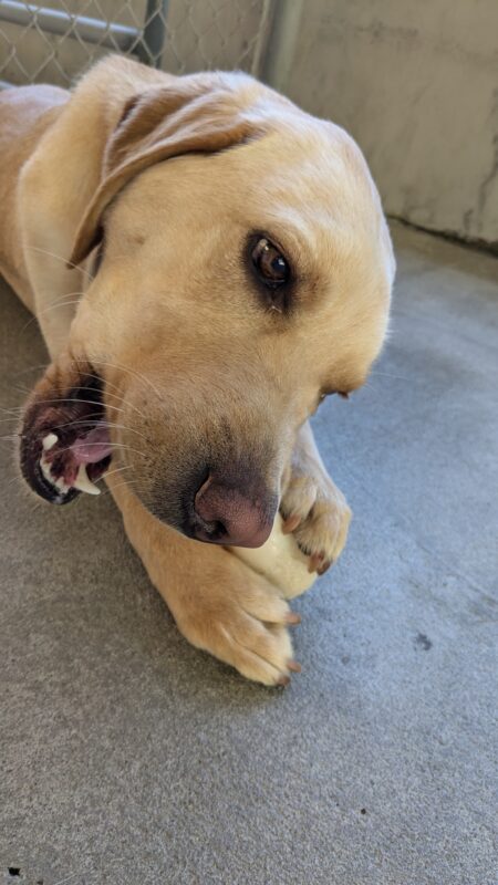 Flynn, a yellow lab, lays on pavement in community run. He has a bone between his paws and is gnawing on it with his head tilted to the side.