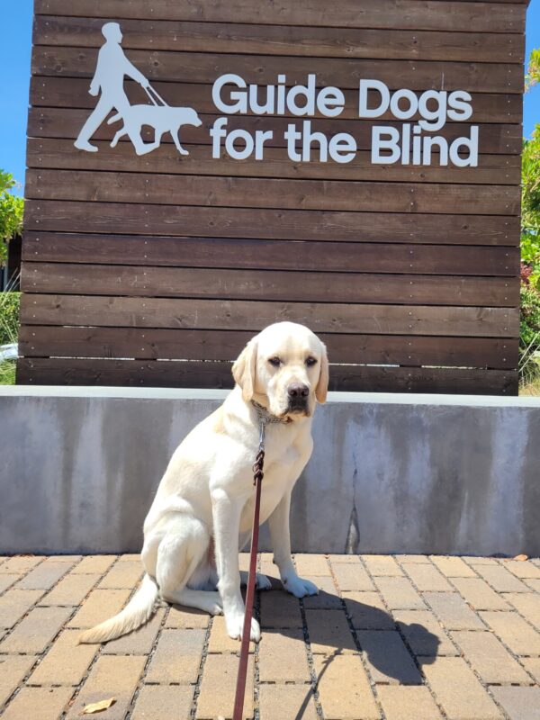 Augustus is sitting on leash on a brick sidewalk. He is looking at the camera. There is a wooden backdrop with the GDB logo in white behind him