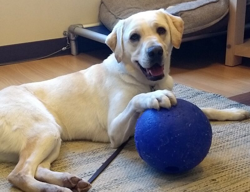 Yellow Lab Azul is laying down smiling at the camera and her front right paw is on top of a large blue ball.