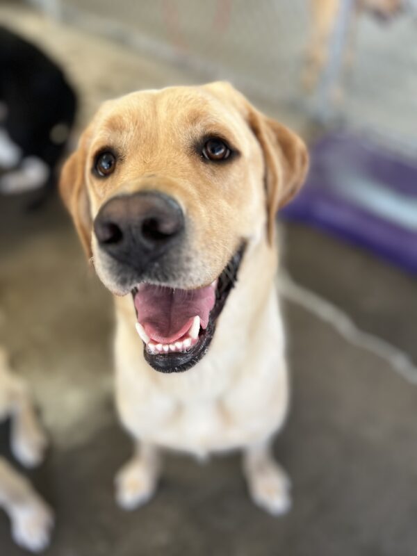 A portrait of male yellow lab, Danford. He is sitting very politely and looking towards the camera. He is in the community run area of the Oregon campus. Danford has a handsome smile on his face!