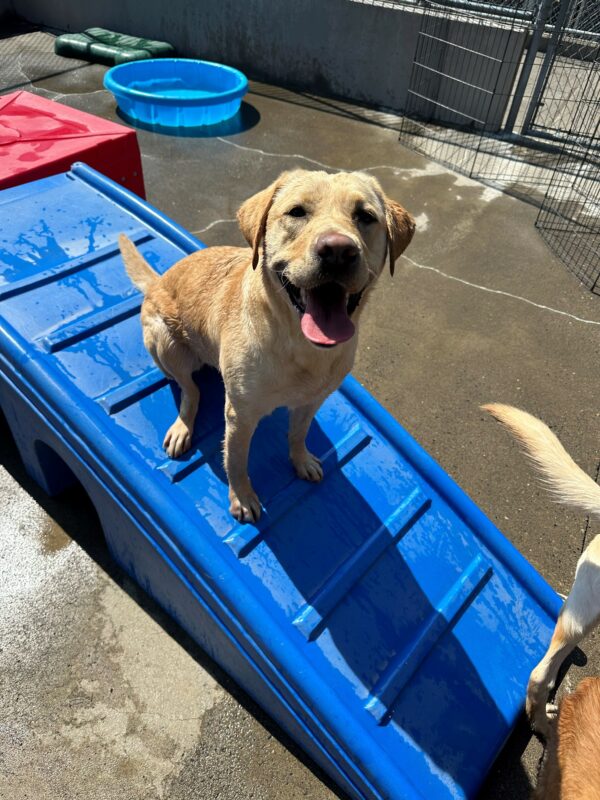 <p>Dara sits atop a blue plastic climbing structure in community run. Her tongue is hanging out in a relaxed, open mouth grin.</p>