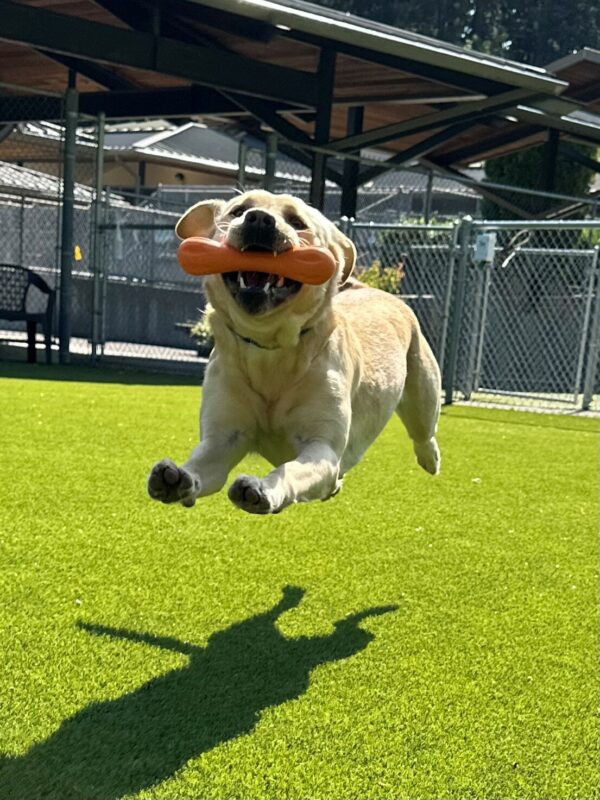 <p>Dara is running in the grass yard with an orange toy in her mouth. Her front and rear legs are outstretched as she hovers midair like she is flying!</p>
