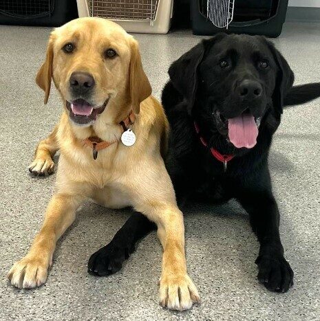 Yellow Lab Dorothy looks at the camera while she lays next to a Black Lab with their front paws crossed over each other in the training room.