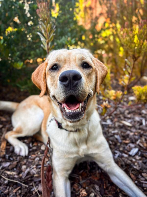 Dottie relaxes in the tanbark in front of green and yellow bushes with a big smile on her face