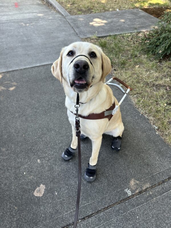 A male yellow lab named 