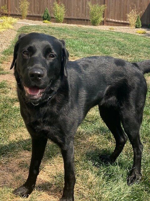 Fiori is standing in the grass in a fenced in backyard. There are gravel trails along the fence line with shrubbery. She is looking at the camera with her mouth open