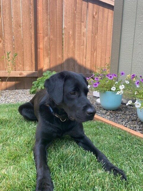 Fiori lays in the green grass with a wooden fence behind her as well as some colorful potted flowers.  She is looking to the right of the camera