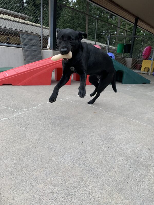 Female black lab