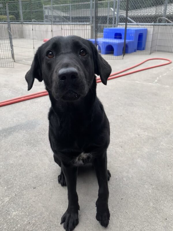 Female black lab