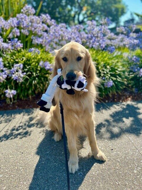Ford is sitting on the sidewalk in front of a garden of bright purple flowers, a black and white soft toy in his mouth.