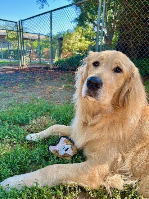 Ford is laying in a grassy spot looking above the camera. In between his front legs is a brown soft toy and in the background is a fence and redwood trees.