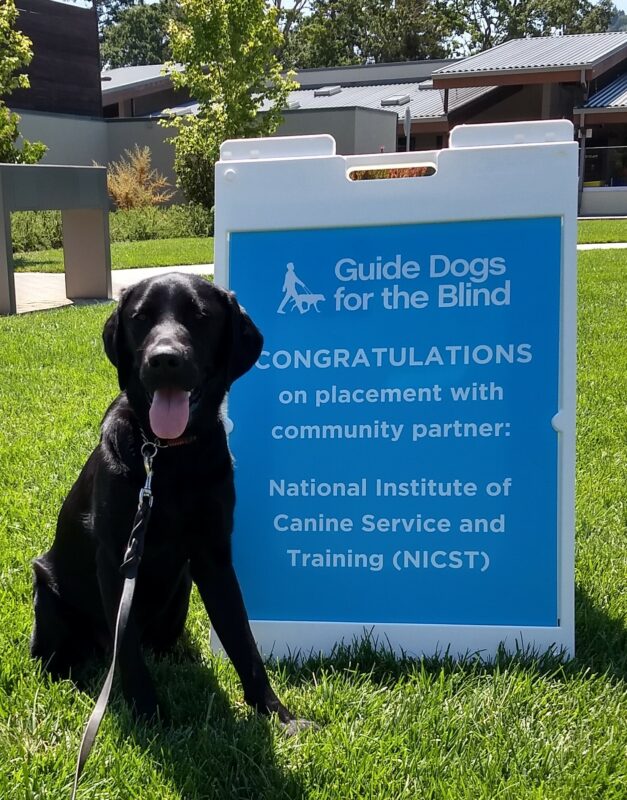 Black lab Frontier is sitting in a grassy area next to a blue sign. The sign board welcomes him to the NICST program.