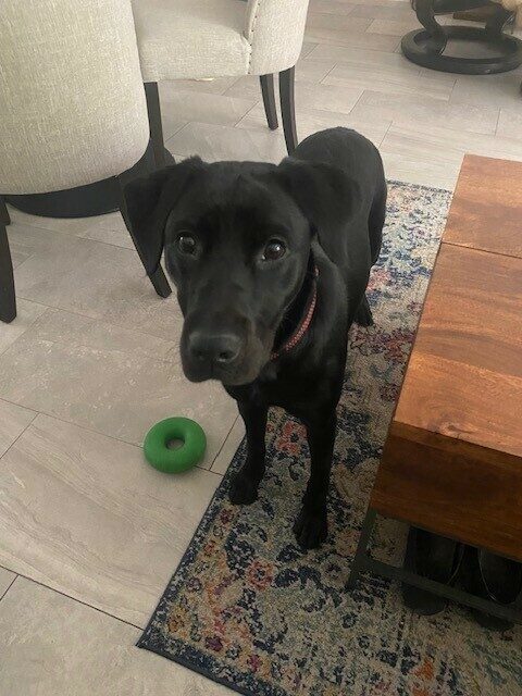 Black Lab Havasu is standing in a living room looking up at the camera.