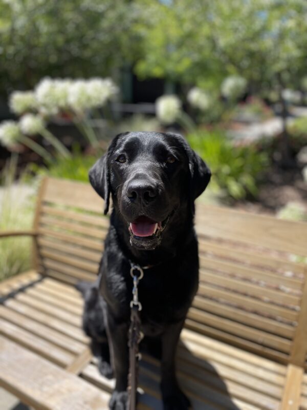 <p>Herschel sits on a wooden bench on the GDB campus. He has his mouth open in a relaxed