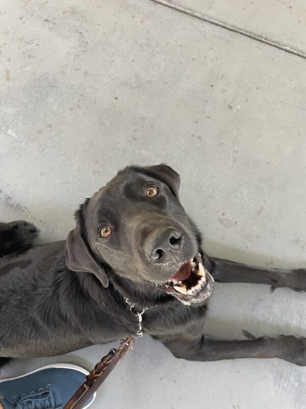 <p>Herschel pauses to practice obedience on a walk. He is laying next to his handler's feet, looking up at the camera in anticipation of a treat.</p>