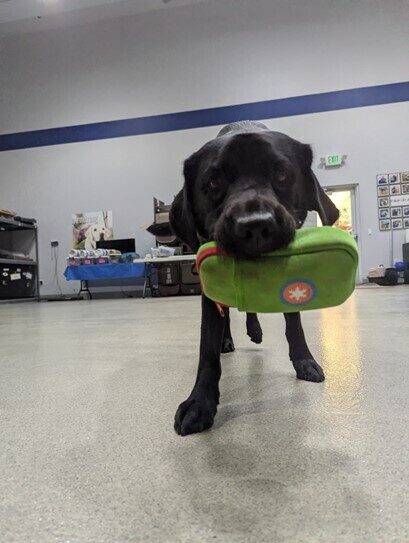 Black lab Hughes is running towards the camera with a green medical kit in his mouth.