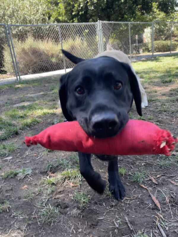 <p>Maizie holds a red firehose toy in her mouth and runs directly toward the camera.</p>