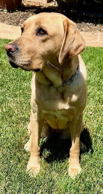Anne sits on the grass in a fenced backyard.  She is soaking up the sun and has a soft, relaxed look on her face as she peers off to the side.