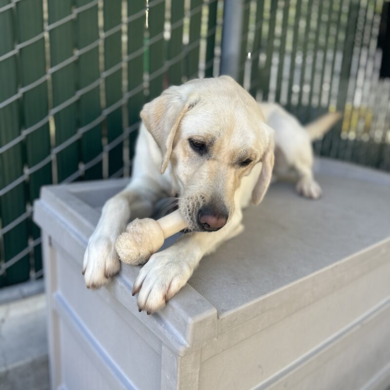 Laurie lying on a gray plastic structure and chewing a bone.
