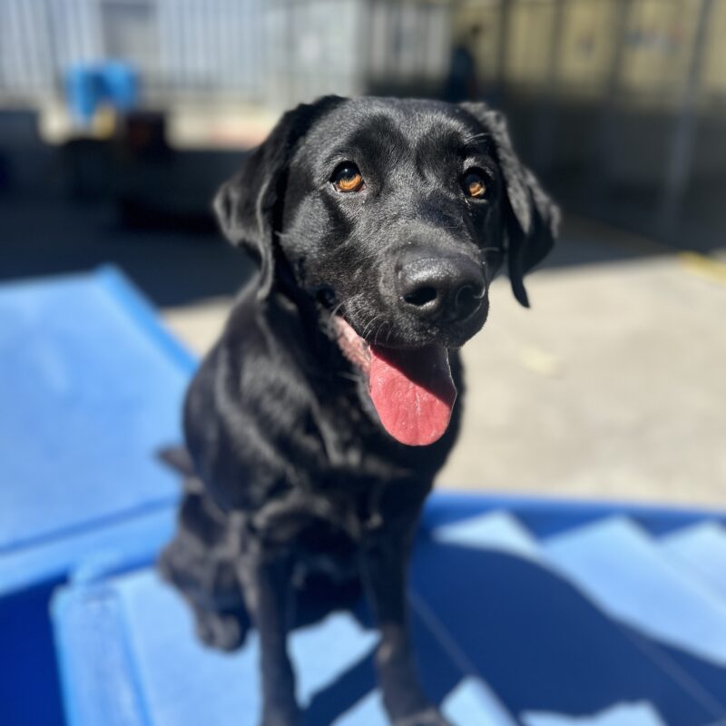 Irva sitting on a blue play structure with her tongue hanging out.