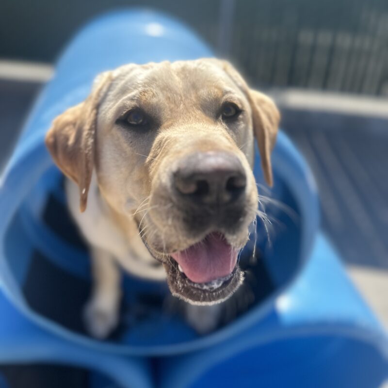 Cash inside a blue barrel with his head sticking out.