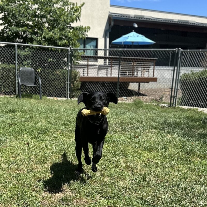 <p>Carlyy running towards the camera in a grass yard with a bone in her mouth.</p>