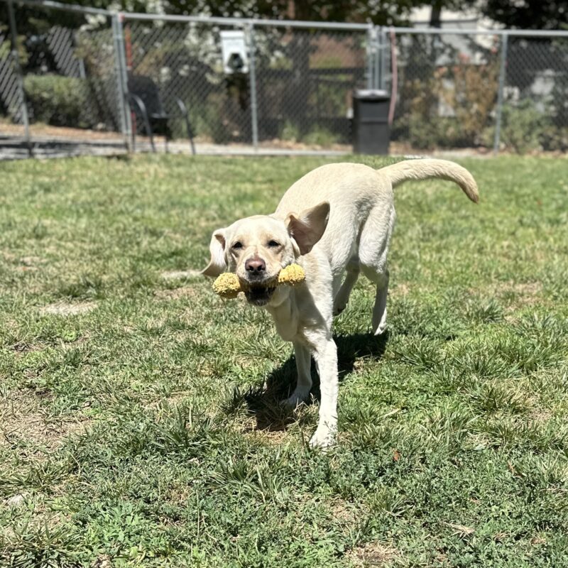 Emery running with a bone in her mouth in a grass yard.