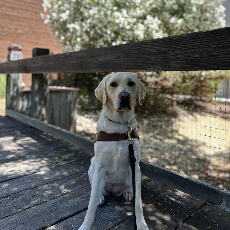 Emery sitting in harness on a wooden bridge with a bush with white flowers in the background.