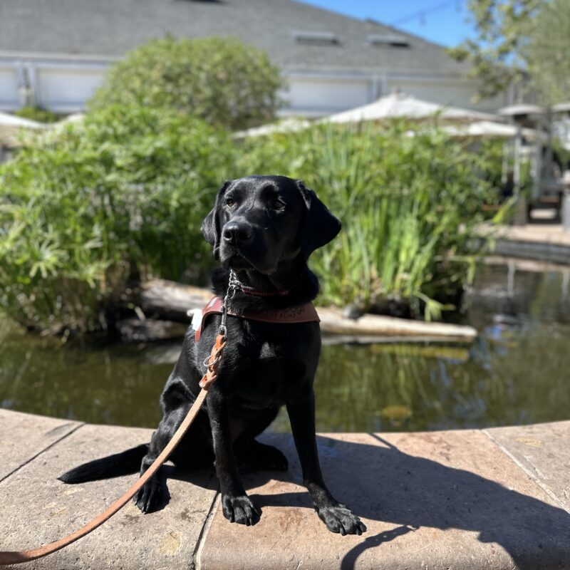 Willa sitting in front of a pond with her harness on.