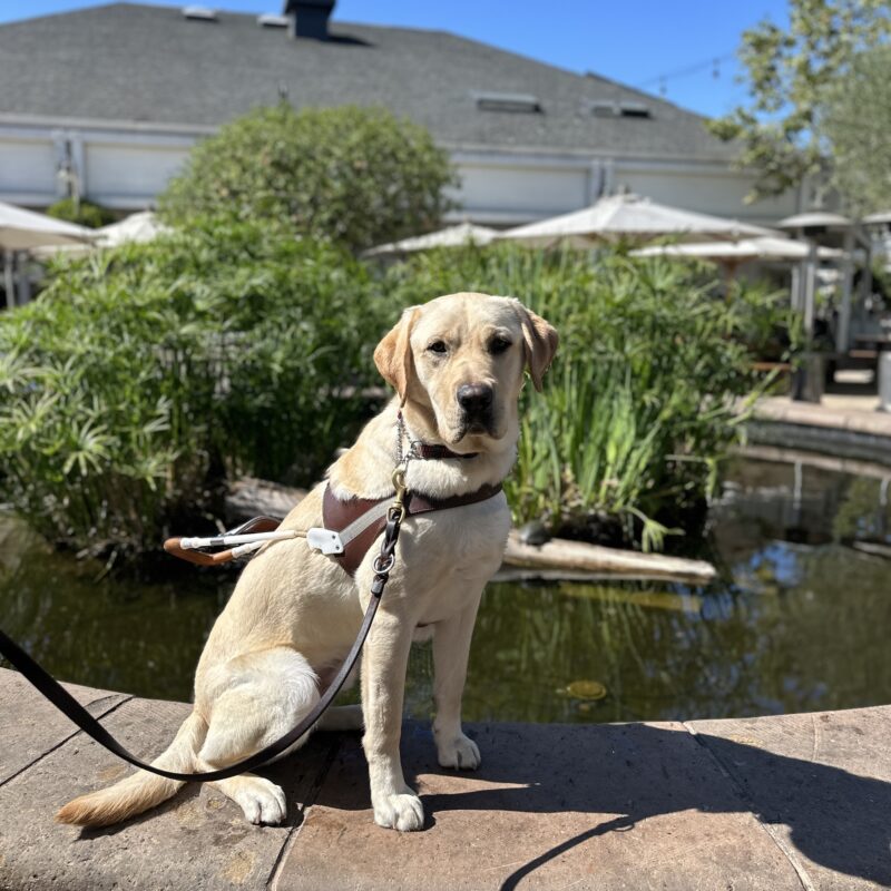 Cash sitting in front of a pond with green foliage in the background.