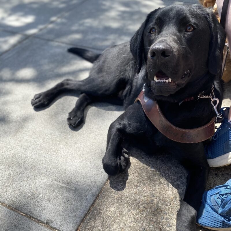 Steiner lying on concrete in harness with his mouth slightly open.