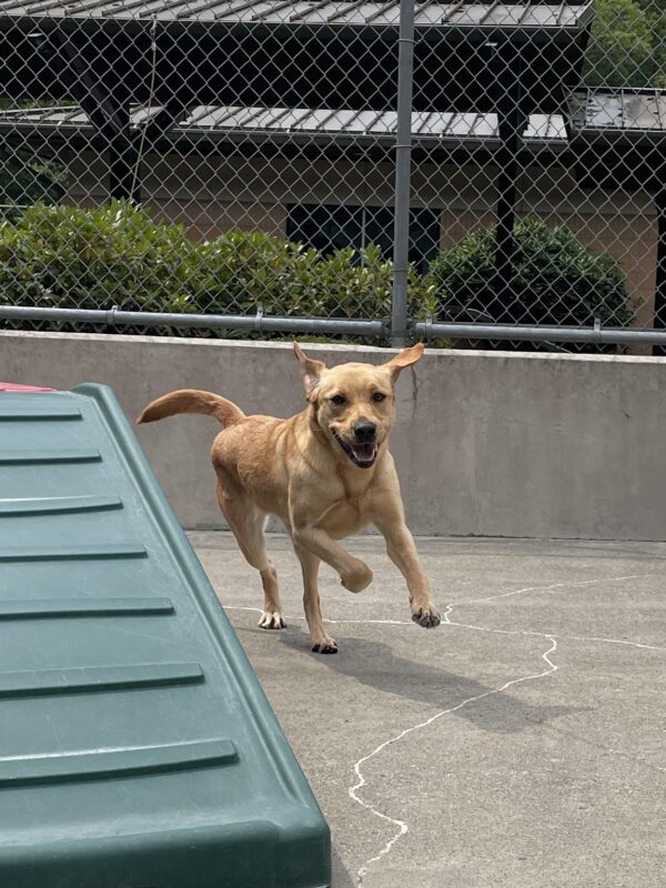 Nerissa runs gleefully towards the camera while in community run. Her ears are flapping behind her and her tail swishing to the side as she leaps forward.
