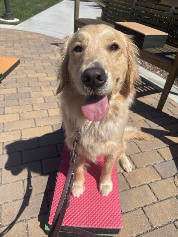 Ivy sits on a red and green pedestal looking up at the camera with her tongue hanging out. The sun is shining on her golden coat.