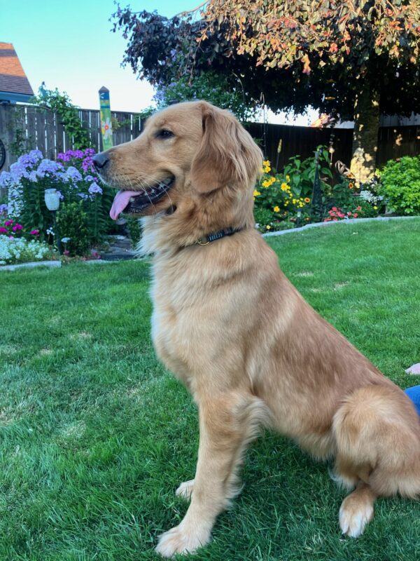 Iris sits in the grass in the backyard of her foster home. The picture is a profile of her left side as her face and body are angled to the left. Her tongue is hanging out of the front of her mouth and her ears are perked up as if she is watching something intently off-camera. Pictured behind her is a lush garden full of multicolored flowers surrounded by a wooden fence line.