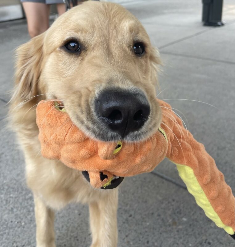 Irvine is holding an orange and yellow snake-like stuffy toy in his mouth as he walks to load into the training van for the day.