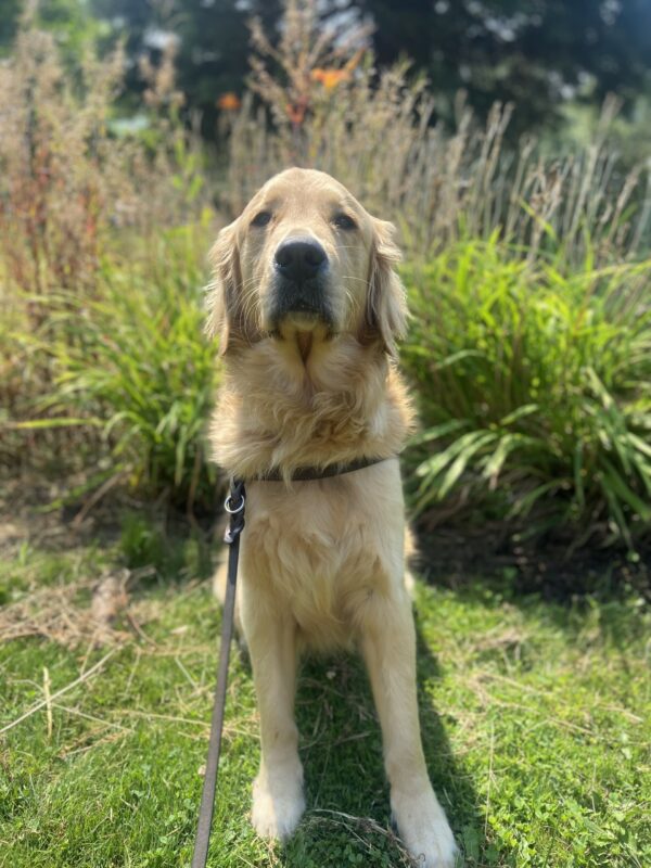 Irvine looks regal as he sits in a grassy spot at a park in his guide dog harness. There are tall grasses and flowers behind him.