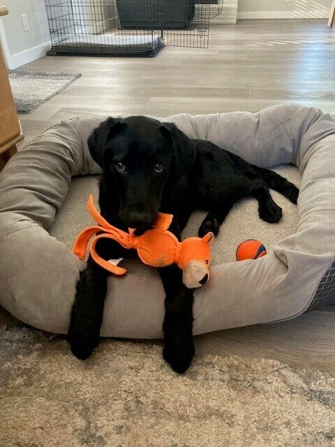 Janice is laying on a soft cozy bed with an orange stuffy toy in her mouth. There is an orange rubber ball in the bed next to her. She is in her foster care provider's house and is looking at the camera
