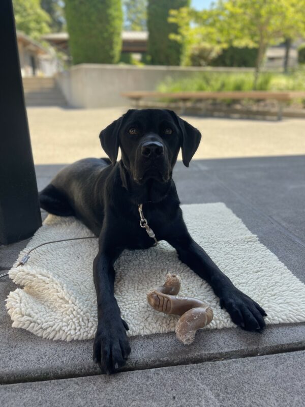 Jimbo, a male black Labrador, lays on a fleece on tie down. He is staring up at the camera and has a tripe benebone in front of him.
