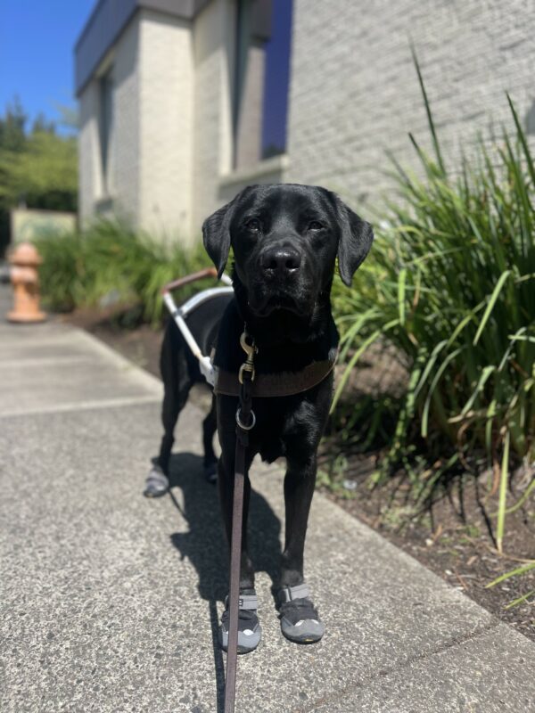 Jimbo, a male black Labrador, stands on a cement sidewalk in harness. He is wearing 4 black shoes. Behind him is green bushes.