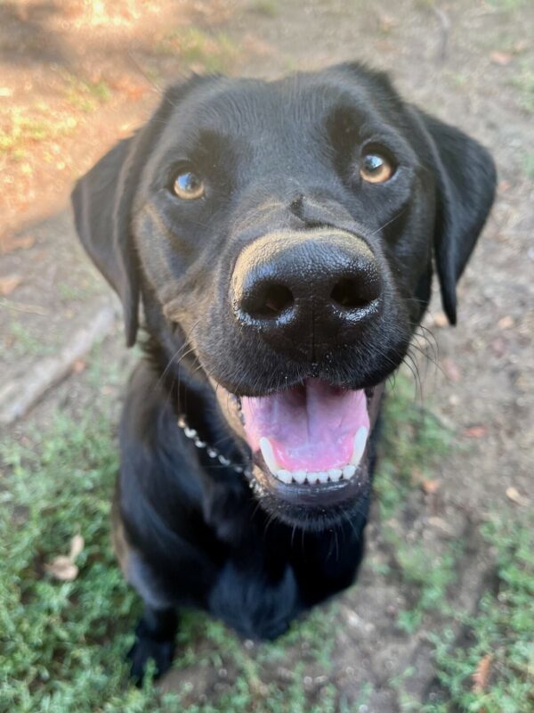 Close-up shot of Jules off-leash in a grassy play area on campus. She is sitting, looking up at the camera with a relaxed expression and open mouth as if smiling.