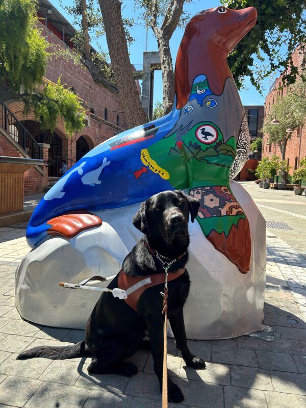 Kearney sits in harness beside a large statue of a sea lion while working in San Francisco. His head is slightly tilted as he looks towards the camera.