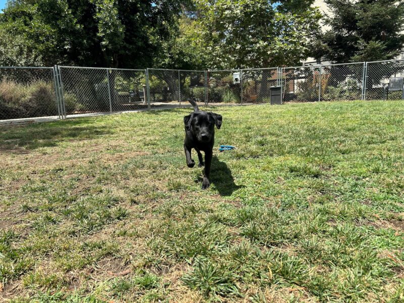 Kearney is pictured playing in the grass paddock of the CA campus. He is mid-stride as he approaches the camera/ handler. There is a three-ring tug toy behind him.