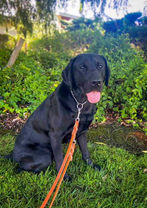Lombard sits on the shady lawn on campus, tongue out