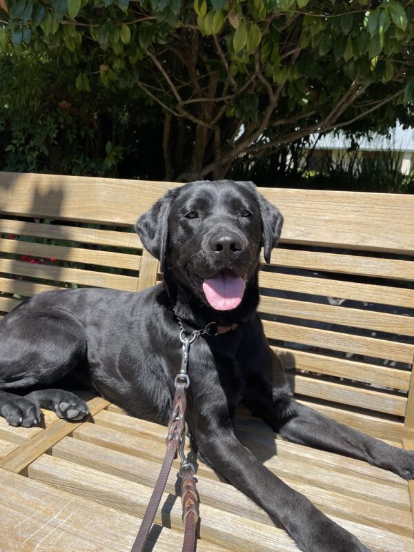 <p>Maizie rests on a wooden bench on the GDB campus. She is laying in the sun with her tongue out in a relaxed