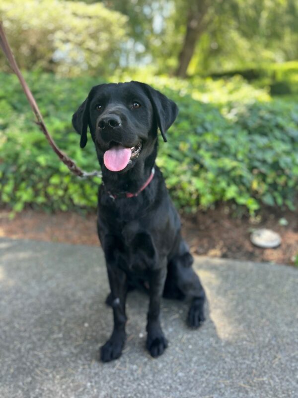 Moki sits on a sidewalk looking at the camera with her mouth open and tongue out. She is on leash with green trees and bushes behind her
